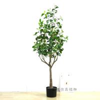 uploads/erp/collection/images/Home Garden/dgjiawang/XU0612934/img_b/XU0612934_img_b_4